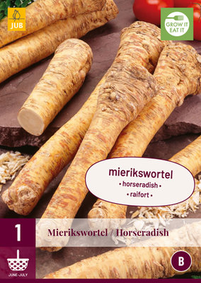 Mierikswortel knol, Horseradish