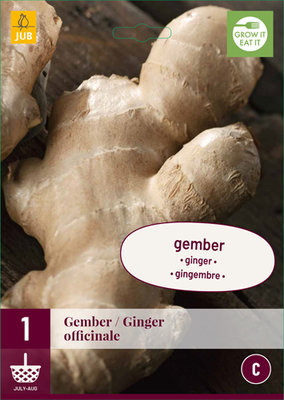 Gember knol, Ginger officinale (Zingiber)