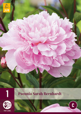 Pioenroos wortelstok, Sarah Bernhardt (Paeonia)