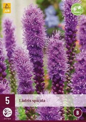 Liatris bloembollen, Paars (spicata)
