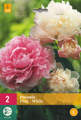 Pioenroos wortelstokken, Pink/White Mix (Paeonia)