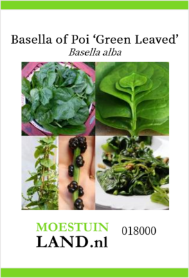 Basella zaden, Poi/Malabar spinazie (Groene)