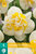 Narcis bloembollen kopen, Narcissus Westward | Moestuinland