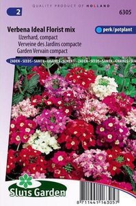 Verbena zaden kopen, IJzerhard Ideal Florist Mix Sluisgarden | Moestuinland