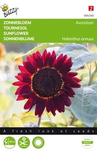 Zonnebloem zaden kopen, Avondzon Helianthus (rood) | Moestuinland