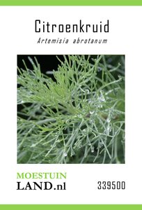 citroenkruid zaden, artemisia abrotanum bij moestuinland