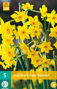 Narcis bloembollen kopen, Baby Boomer | Moestuinland
