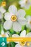 narcis bloembollen kopen, Recurvus | Moestuinland