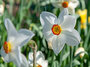 Recuruvus narcis bloembollen kweken | Moestuinland