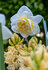 Narcis bloembollen, Westward dubbelbloemige narcissen | Moestuinland