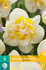 Narcis bloembollen kopen, Narcissus Westward | Moestuinland